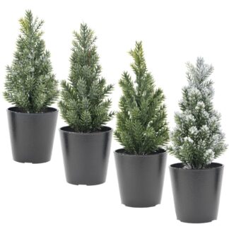 ΔΕΝΤΡΑΚΙ ΣΕ ΓΛΑΣΤΡΑΚΙ 6Χ19ΕΚ 4ΣΧΕΔΙΑ